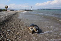 &Nu;&epsilon;&kappa;&rho;ή &Kappa;&alpha;&rho;έ&tau;&alpha;-&Kappa;&alpha;&rho;έ&tau;&alpha; &Chi;&epsilon;&lambda;ώ&nu;&alpha; &xi;&epsilon;&beta;&rho;ά&sigma;&tau;&eta;&kappa;&epsilon; &sigma;&tau;&alpha; &Beta;&rho;&alpha;&sigma;&nu;ά