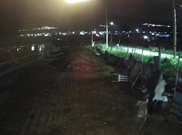 &pi;&epsilon;&rho;&iota;&sigma;&tau;&alpha;&tau;&iota;&kappa;ά &zeta;&omega;&omicron;&kappa;&lambda;&omicron;&pi;ώ&nu;