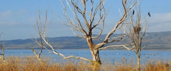 &Phi;&Omicron;&Rho;&Epsilon;&Alpha;&Sigma; &Delta;&Iota;&Alpha;&Chi;&Epsilon;&Iota;&Rho;&Iota;&Sigma;&Eta;&Sigma; &Kappa;&Omicron;&Rho;&Omega;&Nu;&Epsilon;&Iota;&Alpha;&Sigma; &Beta;&Omicron;&Lambda;&Beta;&Eta;&Sigma;