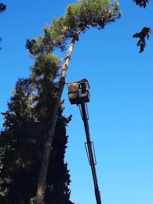 &kappa;&omicron;&pi;ή &delta;έ&nu;&tau;&rho;&omega;&nu; &Gamma;&epsilon;&rho;&alpha;&kappa;&alpha;&rho;&omicron;ύ