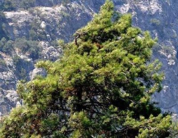&Delta;&alpha;&sigma;&iota;&kappa;ό &Phi;&upsilon;&tau;ώ&rho;&iota;&omicron; &Lambda;&alpha;&gamma;&kappa;&alpha;&delta;ά