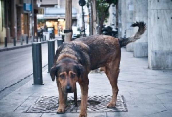 &Pi;&alpha;&nu;&epsilon;&lambda;&lambda;&alpha;&delta;&iota;&kappa;ή &Phi;&iota;&lambda;&omicron;&zeta;&omega;&iota;&kappa;ή &Omicron;&mu;&omicron;&sigma;&pi;&omicron;&nu;&delta;ί&alpha;
