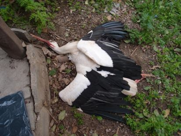 &Lambda;&epsilon;&upsilon;&kappa;&omicron;&pi;&epsilon;&lambda;&alpha;&rho;&gamma;ό&sigmaf; (Ciconia ciconia) 