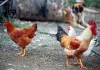 &Epsilon;&Pi;&Epsilon;&Iota;&Gamma;&Omicron;&Upsilon;&Sigma;&Alpha; &Epsilon;&Nu;&Eta;&Mu;&Epsilon;&Rho;&Omega;&Sigma;&Eta; &Pi;&Tau;&Eta;&Nu;&Omicron;&Tau;&Rho;&Omicron;&Phi;&Omega;&Nu; &Kappa;&Alpha;&Iota; &Kappa;&Alpha;&Tau;&Omicron;&Chi;&Omega;&Nu; &Omicron;&Iota;&Kappa;&Omicron;&Sigma;&Iota;&Tau;&Omega;&Nu; &Pi;&Omicron;&Upsilon;&Lambda;&Epsilon;&Rho;&Iota;&Kappa;&Omega;&Nu; &Gamma;&Iota;&Alpha; &Tau;&Eta;&Nu; &Gamma;&Rho;&Iota;&Pi;&Eta; &Tau;&Omega;&Nu; &Pi;&Tau;&Eta;&Nu;&Omega;&Nu; &Alpha;&Pi;&Omicron; &Tau;&Eta;&Nu; &Pi;.&Kappa;.&Mu;