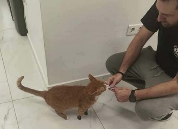 Ή&phi;&alpha;&iota;&sigma;&tau;&omicron;&sigmaf; &gamma;ά&tau;&omicron;&sigmaf;